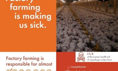 23972_factory-farming-UgfZRN