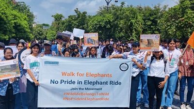 End Elephant Rides, Urges World Animal Protection During Citizens' Walk to Rajasthan Chief Minister on Occasion of World Elephant Day