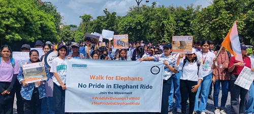 End Elephant Rides, Urges World Animal Protection During Citizens' Walk to Rajasthan Chief Minister on Occasion of World Elephant Day