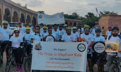 Stop Elephant Rides in Amer Fort, Urges World Animal Protection and Rajasthan Road Riders to Rajasthan Chief Minister on Occasion of World Elephant Day