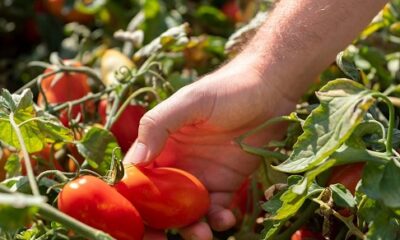 A Touch of Gold for Your Indian Delicacies - Red Gold Tomatoes from Europe