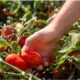 A Touch of Gold for Your Indian Delicacies - Red Gold Tomatoes from Europe