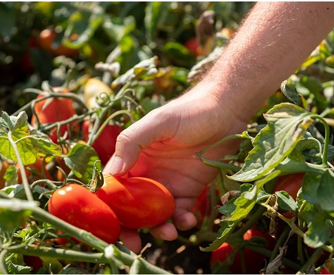 A Touch of Gold for Your Indian Delicacies - Red Gold Tomatoes from Europe