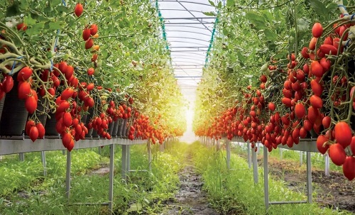 Taste the Difference - Red Gold Tomatoes from Europe