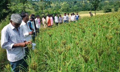 Millets in the Mix: A Recipe for Climate-Resilient Agriculture