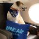 Bark Air puts the ‘wow’ in bow-wow