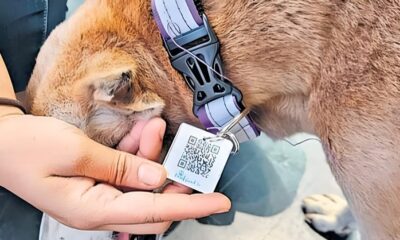 A Paw-sitive Step Forward, as Delhi Dogs get their own QR ID “Aadhar”