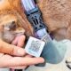 A Paw-sitive Step Forward, as Delhi Dogs get their own QR ID “Aadhar”