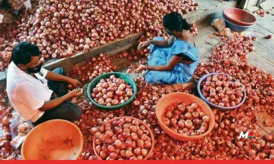 India to Lift 20% Export Duty on Onions from April 1