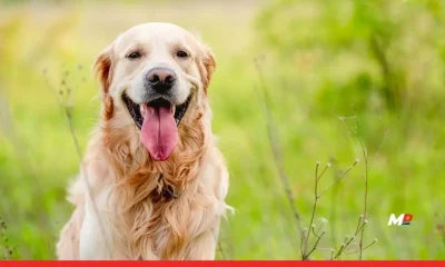 Justdial data reveals 62% rise in searches for Golden Retrievers as traditional breeds decline