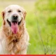Justdial data reveals 62% rise in searches for Golden Retrievers as traditional breeds decline