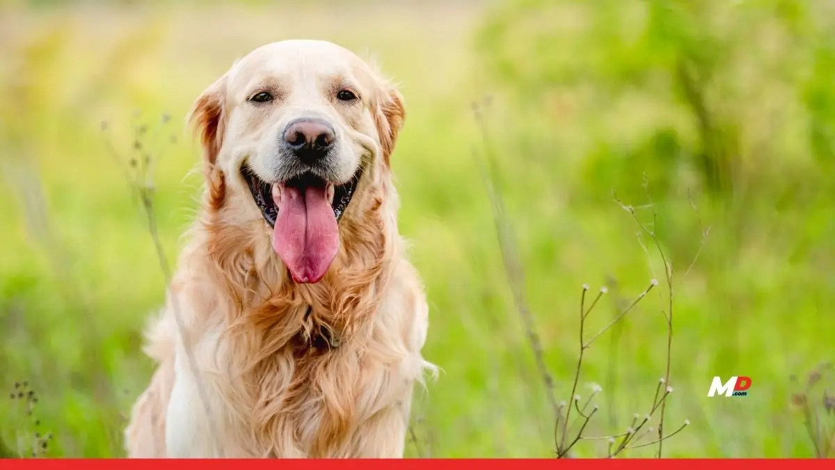Justdial data reveals 62% rise in searches for Golden Retrievers as traditional breeds decline