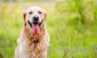 Justdial data reveals 62% rise in searches for Golden Retrievers as traditional breeds decline