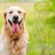Justdial data reveals 62% rise in searches for Golden Retrievers as traditional breeds decline