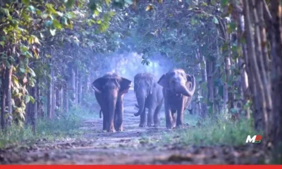 Elephant in the Room: Is Vantara a Wildlife Haven or Corporate Vanity Project? 