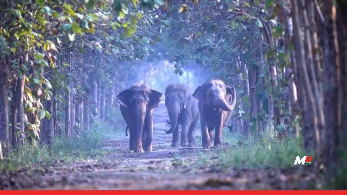 Elephant in the Room: Is Vantara a Wildlife Haven or Corporate Vanity Project? 