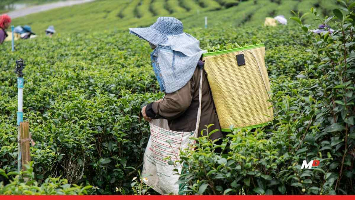 India’s Chai Production Falls Sharply Due to Climate Woes