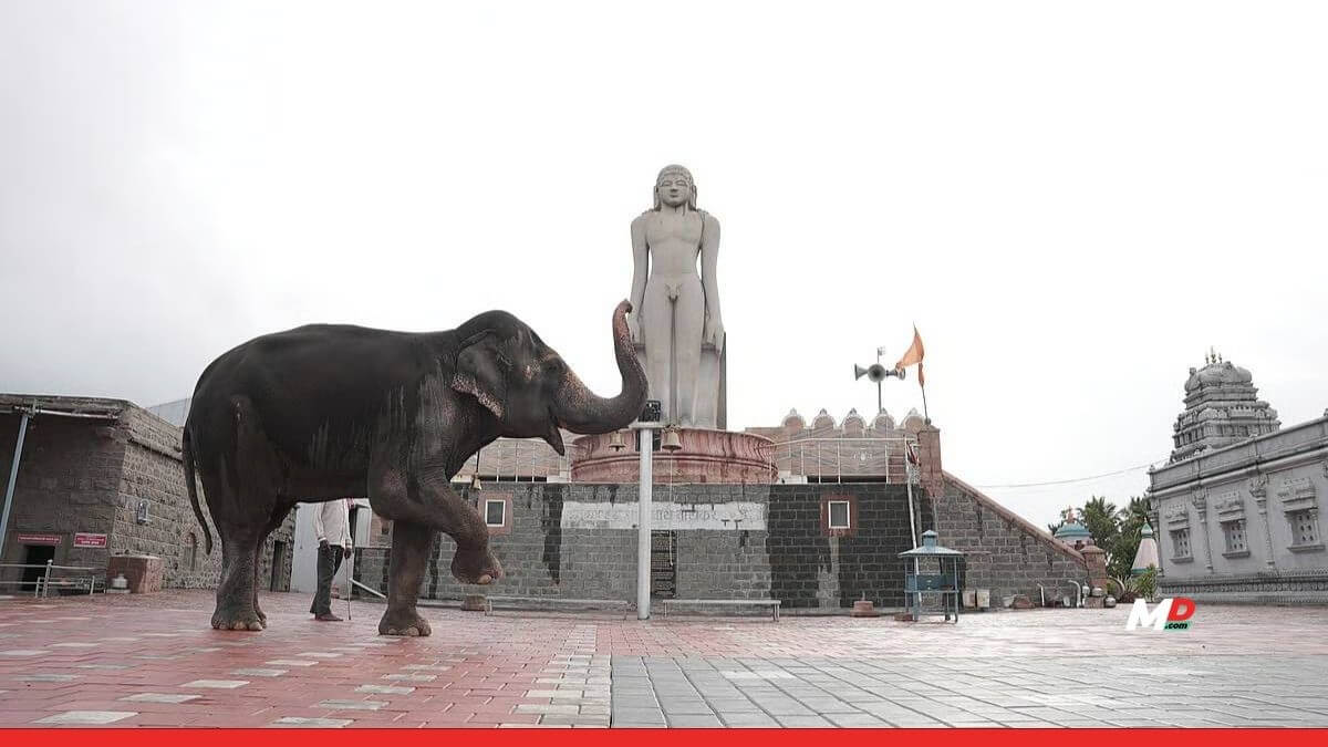 Elephant Case Triggers Supreme Court Review on Wildlife