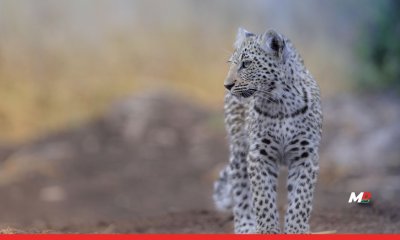 Here’s how Ladakhi homestays are helping protect the Snow Leopard 