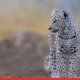 Here’s how Ladakhi homestays are helping protect the Snow Leopard 