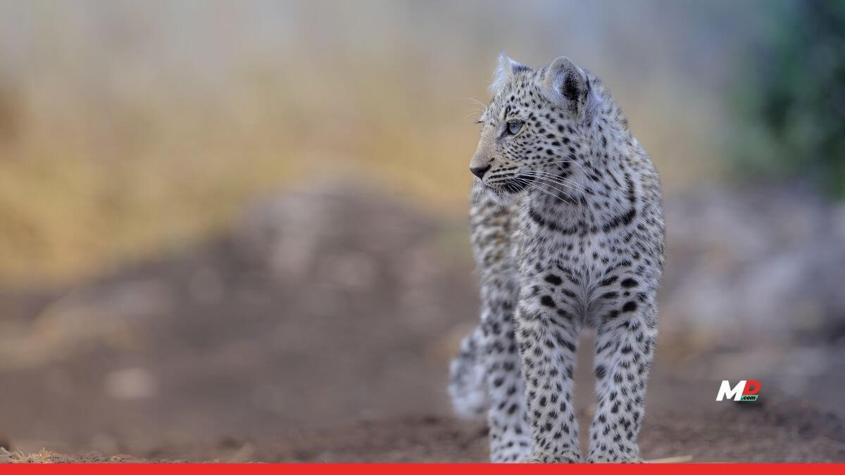 Here’s how Ladakhi homestays are helping protect the Snow Leopard 