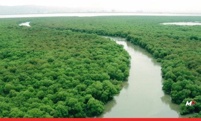 The Bombay High Court’s decision to cut 45,000+ Mangroves is ecological suicide