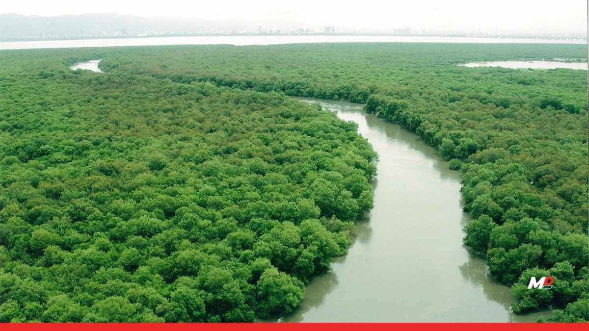 The Bombay High Court’s decision to cut 45,000+ Mangroves is ecological suicide