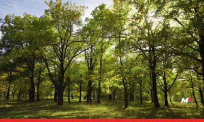 Green Maharashtra Commission Established; Target of 3 Billion Trees by 2047