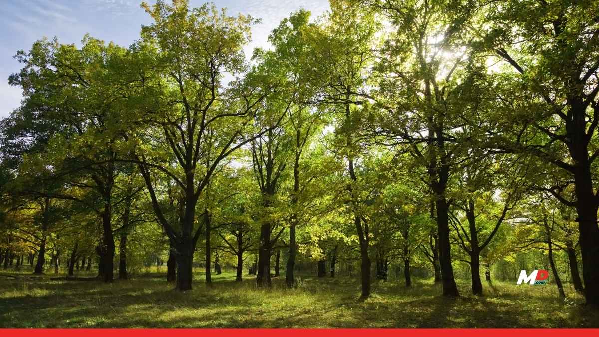 Green Maharashtra Commission Established; Target of 3 Billion Trees by 2047