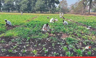 Inmates Cultivate 300 Hectares of Prison Farmland