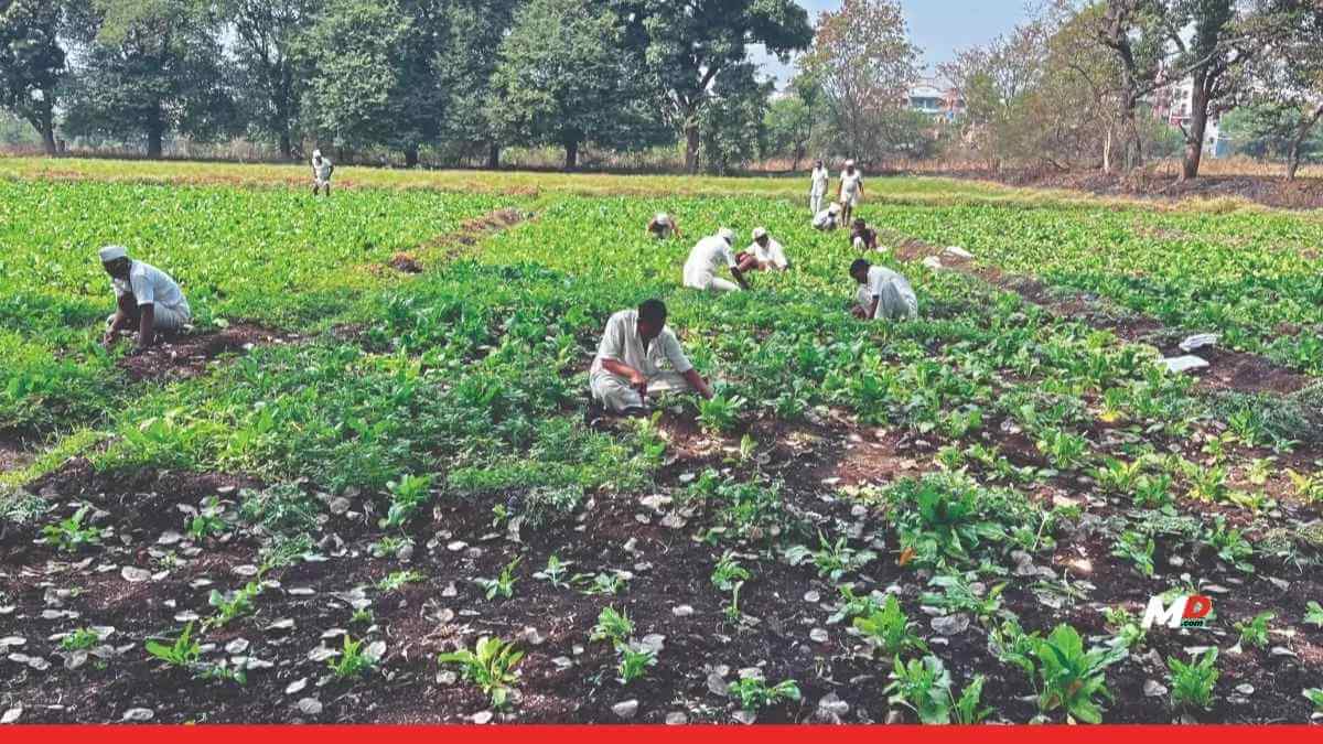 Inmates Cultivate 300 Hectares of Prison Farmland