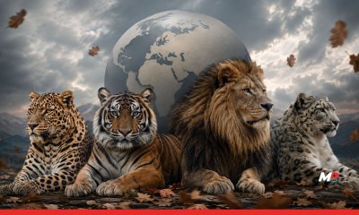 International Big Cat Alliance summit postponed
