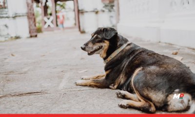 SC stays firm on dog bite menace concerns