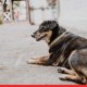 SC stays firm on dog bite menace concerns