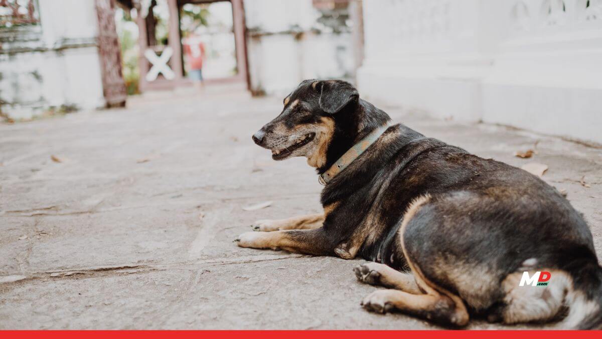 SC stays firm on dog bite menace concerns