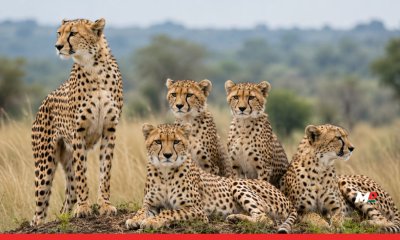 India’s cheetah population rises to 53