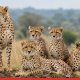 India’s cheetah population rises to 53