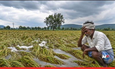 Maharashtra Govt Approves Over ₹121 Crore Relief for Farmers Hit by Unseasonal Rains