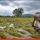 Maharashtra Govt Approves Over ₹121 Crore Relief for Farmers Hit by Unseasonal Rains