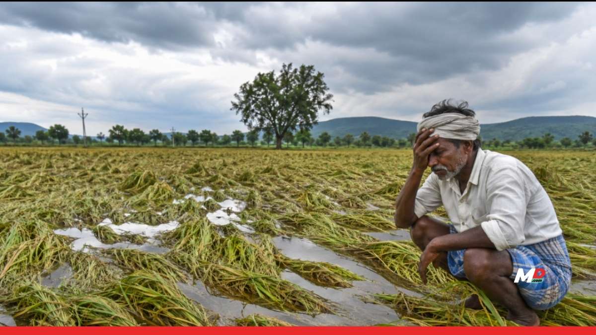 Maharashtra Govt Approves Over ₹121 Crore Relief for Farmers Hit by Unseasonal Rains