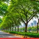 BMC Plans Scientific Survey and Health Assessment of Mumbai's Trees