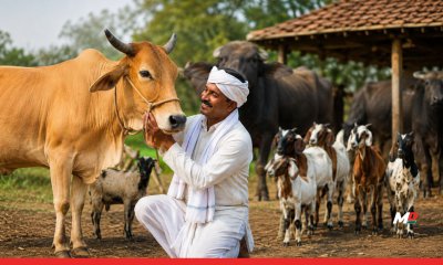 Livestock Insurance Scheme Introduced in Maharashtra; Farmers to Get 85% Premium Subsidy