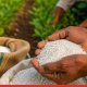 Linking Urea, DAP Sales to Other Products to Be Criminal