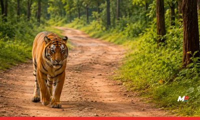 State Approves 93.39 Crore War Chest to Tackle Human-Wildlife Conflict and Protect Forests