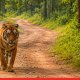State Approves 93.39 Crore War Chest to Tackle Human-Wildlife Conflict and Protect Forests