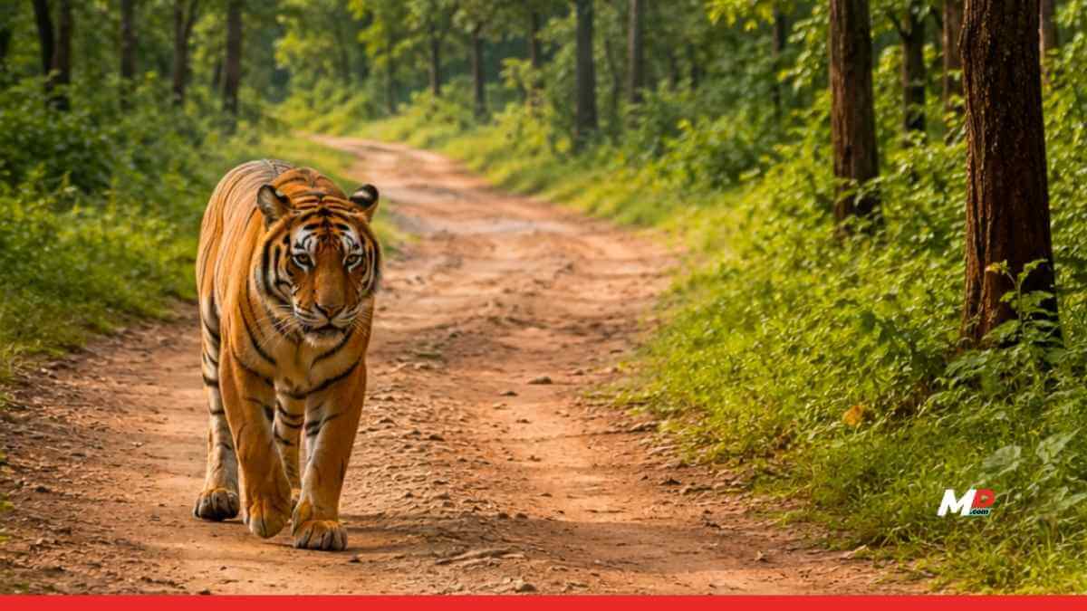 State Approves 93.39 Crore War Chest to Tackle Human-Wildlife Conflict and Protect Forests