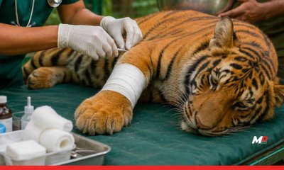 A Lifeline for Injured Wildlife: Maharashtra Sanctions 39.68 Crore for Specialized Animal Rehabilitation