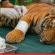 A Lifeline for Injured Wildlife: Maharashtra Sanctions 39.68 Crore for Specialized Animal Rehabilitation