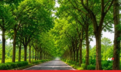 Boost to Forest Cover: Tree Plantation and Block Afforestation Drive Set 
