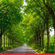 Boost to Forest Cover: Tree Plantation and Block Afforestation Drive Set 